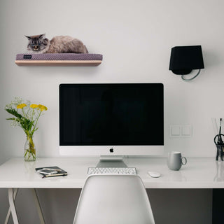 The CHILL Cat Shelf Perch by Cosy & Dozy – Walnut (Multiple Cushion Colours Available)